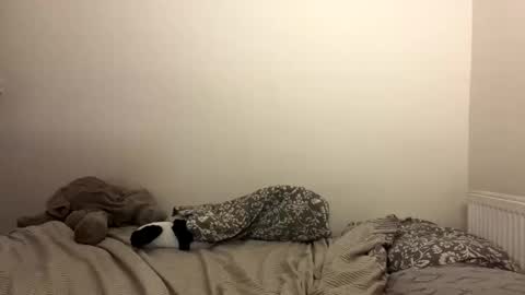 Snapshot of ghostpetal chatting on 10-29-25, 07:26 ghostpetal online show from 10-29-25, 07:26