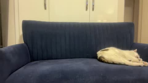 Snapshot of hoplonger chatting on 03-06-26, 02:13 hoplonger online show from 03-06-26, 02:13