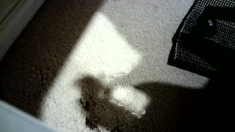 Snapshot of hypeman2323 chatting on 06-29-26, 01:34 Hypeman online show from 06-29-26, 01:34