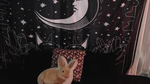    online show from 01-07-25, 10:41