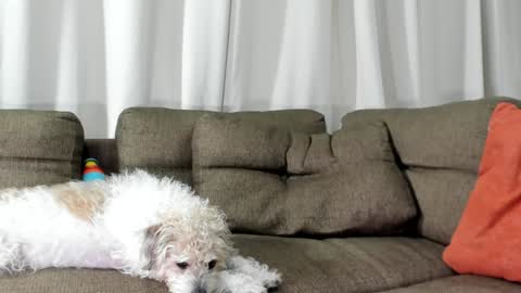 Calix  Independient model Insta and twt Calixsnake online show from 01-20-25, 05:26