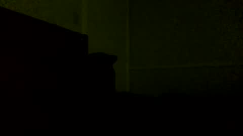 Jamacian online show from 02-21-25, 11:54