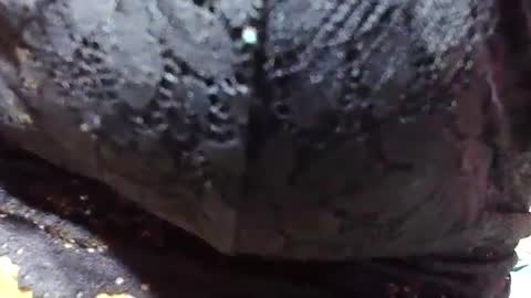 Snapshot of jaysonata215 chatting on 12-09-24, 11:15 jaysonata215 online show from 12-09-24, 11:15