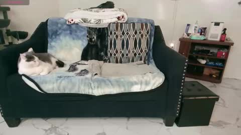 Nicole  Allen online show from 02-13-25, 12:46