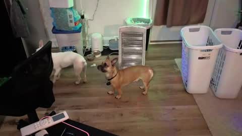 Josef online show from 04-17-26, 05:21