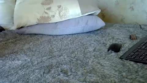 Snapshot of k5661 chatting on 12-20-25, 11:06 k5661 online show from 12-20-25, 11:06