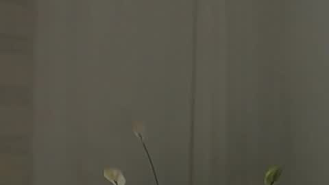 Snapshot of katejolie chatting on 02-02-25, 07:52 Help me with rate thanks online show from 02-02-25, 07:52