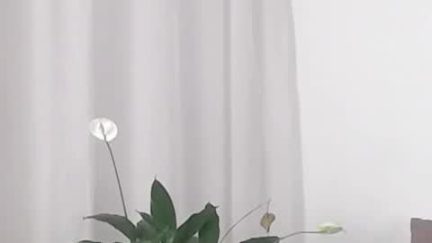 Snapshot of katejolie chatting on 02-19-25, 05:38 Help me with rate thanks online show from 02-19-25, 05:38