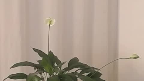 Snapshot of katejolie chatting on 03-02-25, 04:39 Help me with rate thanks online show from 03-02-25, 04:39