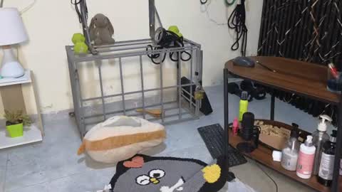 Katt  online show from 06-28-26, 04:24