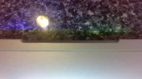 Snapshot of lapuzzycat201923 chatting on 01-14-25, 02:43 Lapuzzycat201923 online show from 01-14-25, 02:43