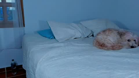 Snapshot of laurent_a chatting on 02-15-25, 10:42 Lucie online show from 02-15-25, 10:42