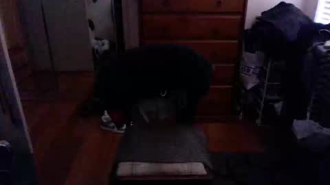 Snapshot of lennyfife chatting on 02-23-25, 09:55 Pussylicker online show from 02-23-25, 09:55