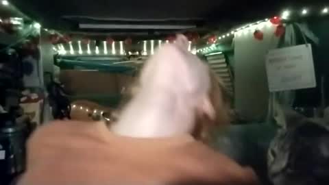 LesleyGumGrass- The Boring Trans girl online show from 07-29-26, 06:55