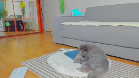 lilyt_007 online show from 01-14-25, 06:02