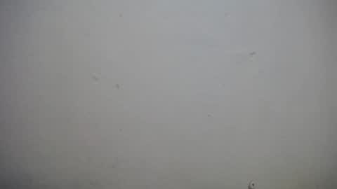 Snapshot of lisa_branch chatting on 11-03-25, 10:38 lisa_branch online show from 11-03-25, 10:38