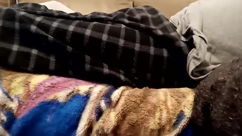 looking4bush online show from 12-01-24, 07:36