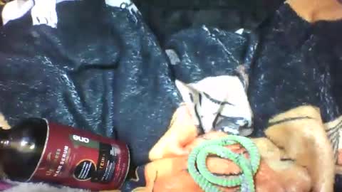 Snapshot of lovaelisa chatting on 10-18-25, 06:48 lovaelisa online show from 10-18-25, 06:48