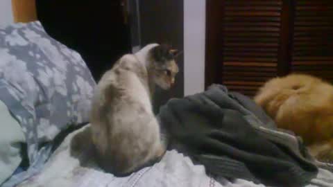 Snapshot of lucasgody chatting on 10-19-25, 09:37 lucas online show from 10-19-25, 09:37