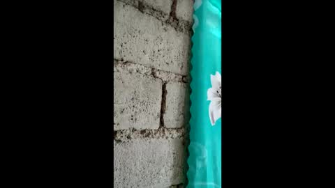 maicajee online show from 05-06-26, 11:21