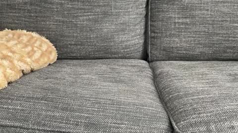 majortazer online show from 02-17-25, 10:58