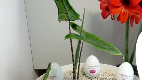 manup1977 online show from 12-17-25, 03:01