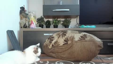 MellyMell  online show from 02-18-25, 02:16