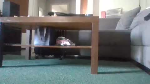 Nikola online show from 05-11-26, 08:53