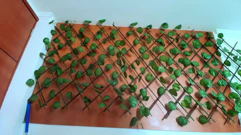 Kitten online show from 04-08-26, 11:21