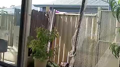 NECK online show from 12-03-24, 08:27