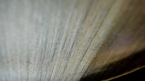 Niick online show from 03-19-26, 02:15