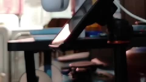 Obsidian stallion online show from 07-19-26, 10:35