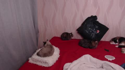 Olivia online show from 12-17-24, 08:54