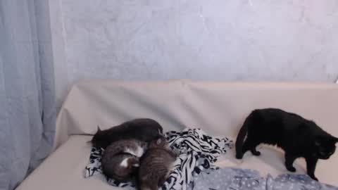 Olivia online show from 09-19-25, 11:38