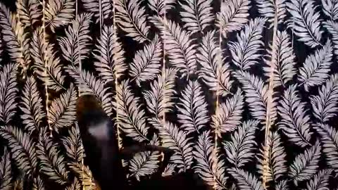 Snapshot of oliviaoskar_ chatting on 10-18-25, 11:33 Kelly online show from 10-18-25, 11:33