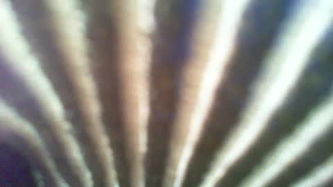 ontgrown online show from 01-06-25, 07:13