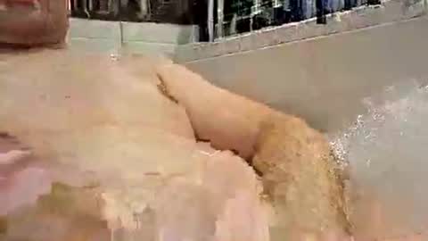 p20ccm online show from 01-11-25, 07:27