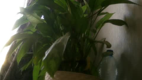 pamela_passion online show from 07-20-26, 11:23