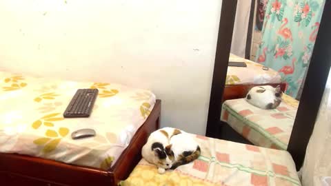 Snapshot of pamela_vasquez chatting on 09-13-25, 05:24 diana online show from 09-13-25, 05:24