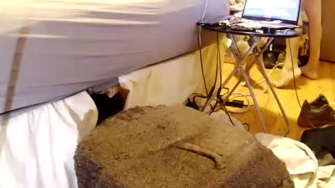 papabearbackdoor online show from 07-26-26, 01:58