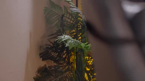 Snapshot of patricia_bennett chatting on 12-01-25, 06:02 Patricia online show from 12-01-25, 06:02