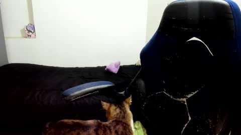 weedcandy ig y twitter xpink dustt online show from 10-14-25, 02:23