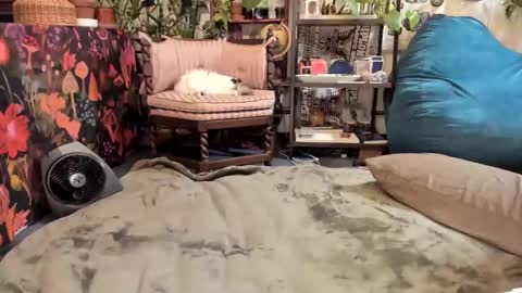 Goddess Pluto online show from 01-19-25, 10:06