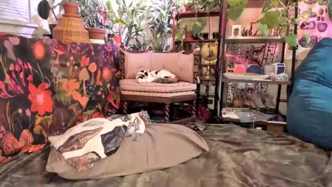 Goddess Pluto online show from 01-31-25, 11:13