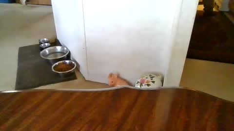 porkchopp3 online show from 11-05-25, 07:03