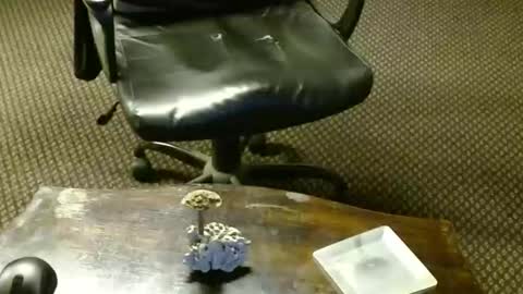 Jojo online show from 10-16-25, 09:27