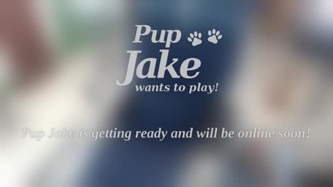 Pup Jake wants to play online show from 01-05-25, 12:53
