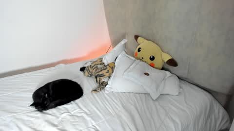 natalia  -  online show from 01-25-25, 08:10