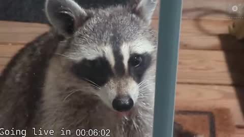 Snapshot of rndmzd chatting on 11-19-25, 08:03 Ryan aka KeylimeRy online show from 11-19-25, 08:03