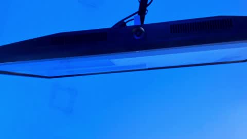 Sebastian online show from 04-13-26, 09:31